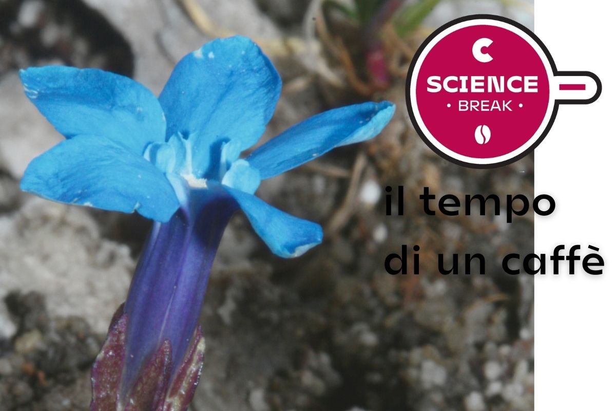 Genziana_Brenta