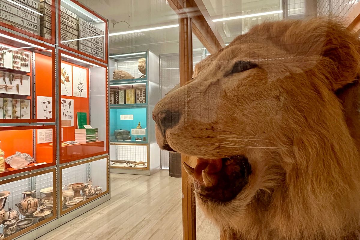 dal mondo al museo