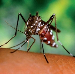 Aedes albopictus - adulto